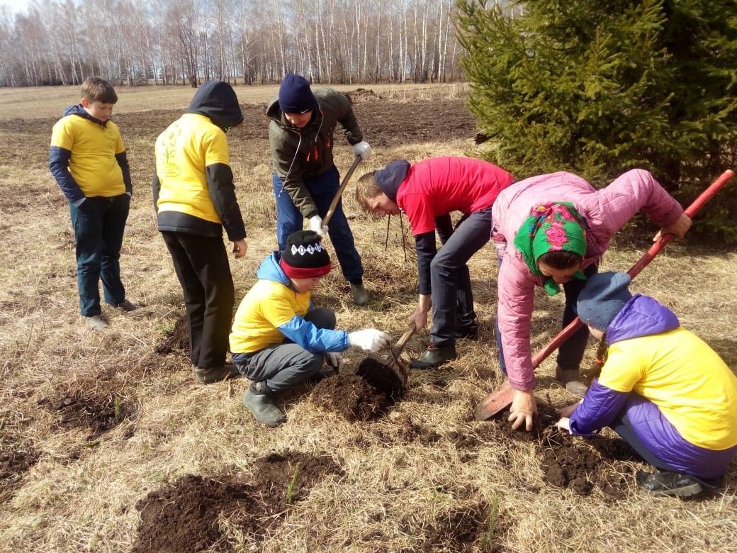 Шомырбаш мәктәбе укучылары чыршы утырттылар