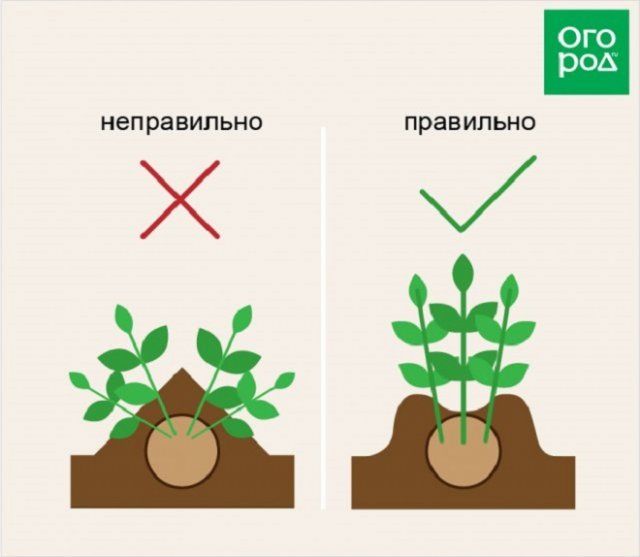 Как  правильно окучивать картофель – сроки, инструменты и надо ли вообще