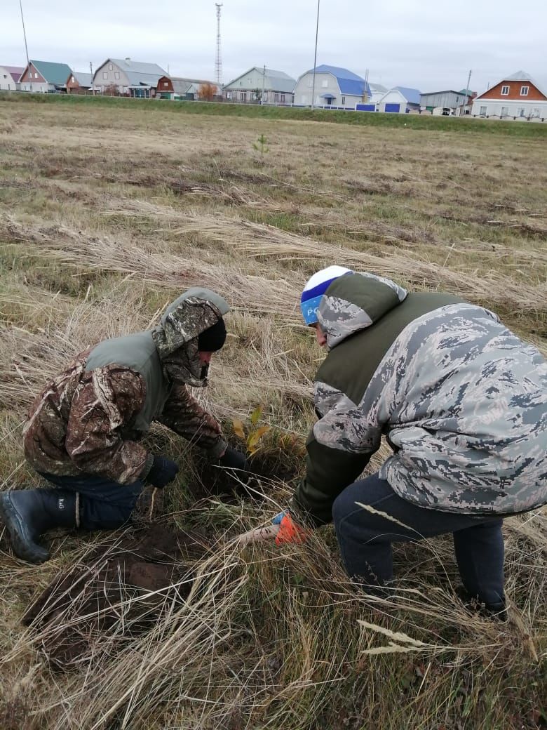 Балык Бистәсендә яшелләндерү эшләре дәвам итә