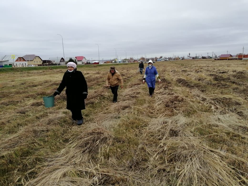 В Рыбно-Слободском районе продолжается озеленение территории