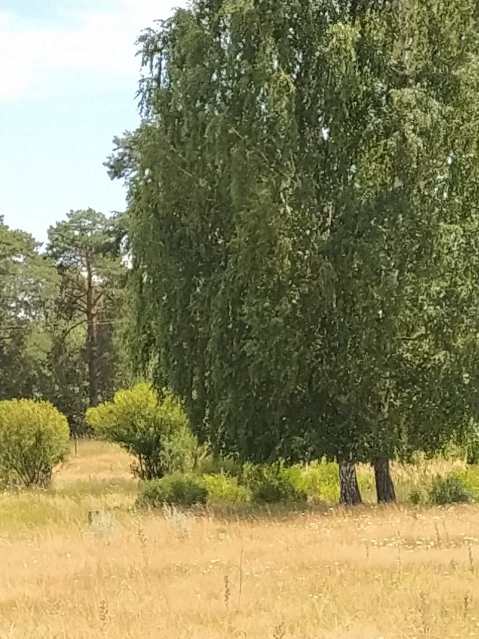 "Авыл офыклары" журналистлары Камский поселыгында булып кайттылар.