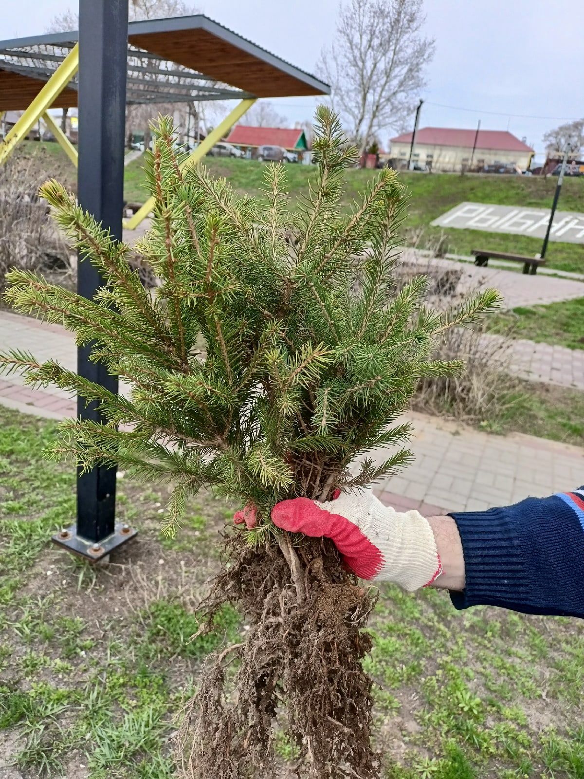 Балыкбистәлеләр «Хәтер бакчасы» акциясенә кушылдылар