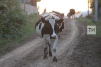 Профилактические меры позволят не допустить заболевания скота