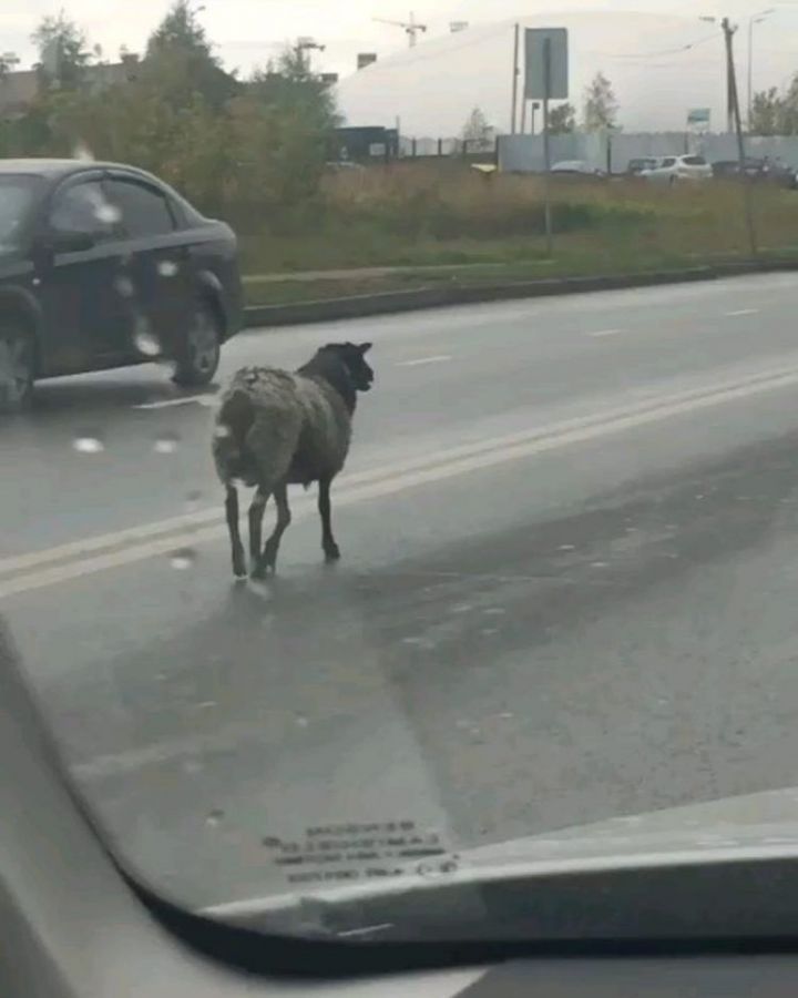 Из-за сбежавшего барана в Казани образовалась пробка (ФОТО)