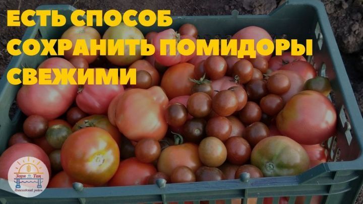 Свежие помидоры до Нового года: три способа сохранения