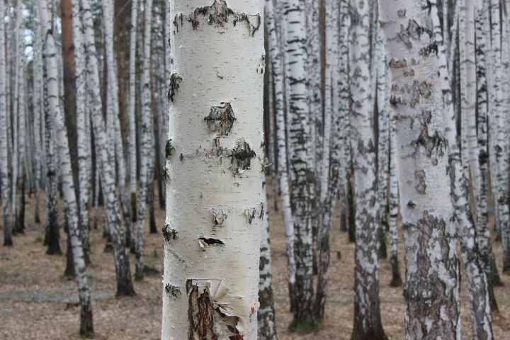 Погода в  Рыбной Слободе на ближайшие сутки