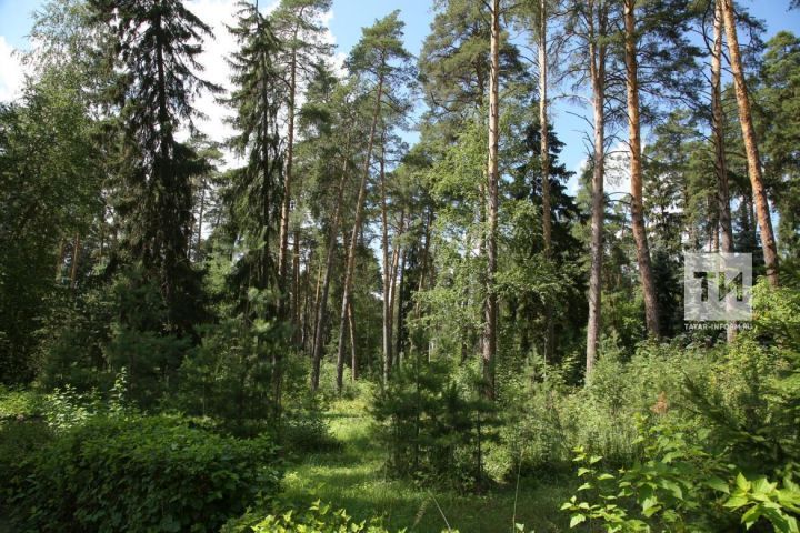 Жители Татарстана смогут бесплатно собирать валежник с нового года