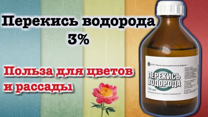 Перекись водорода для комнатных цветов-бальзам в зимнее время. Особенности применения