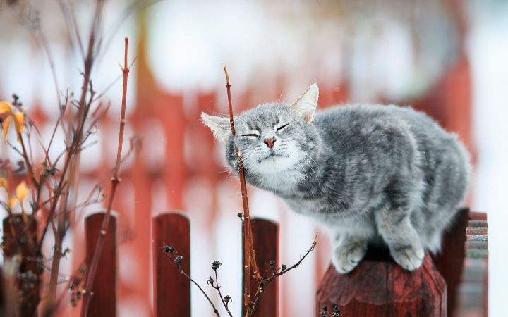 Кот-наркокурьер из Татарстана задержан полицейскими при попытке передать гашиш