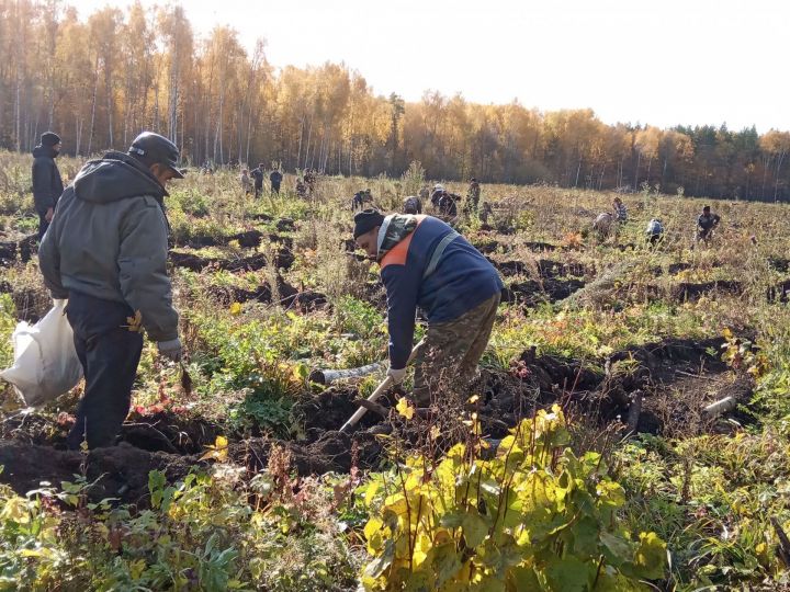 Сегодня на Ново-Арышском участке посадили 5 тысяч саженцев дуба