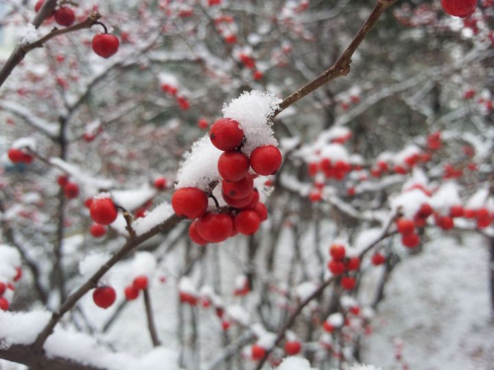 Погода на 17 декабря