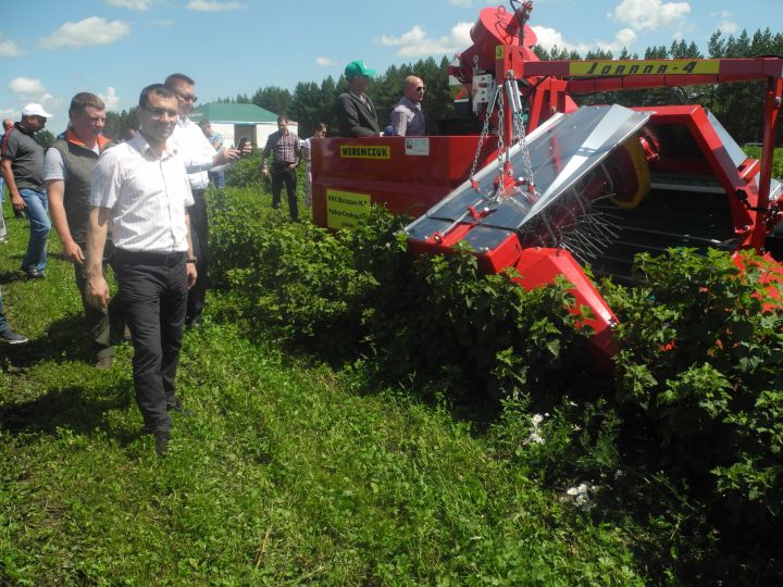 В Рыбно-Слободском районе испытали уникальный комбайн для сбора смородины