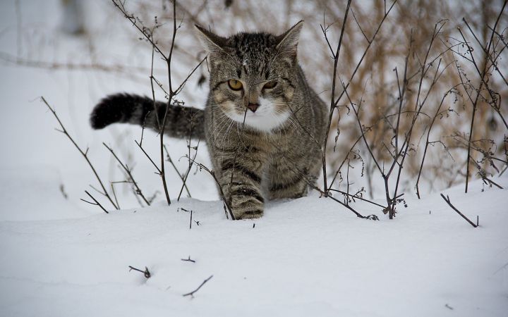 Погода в Рыбной Слободе на 31 января