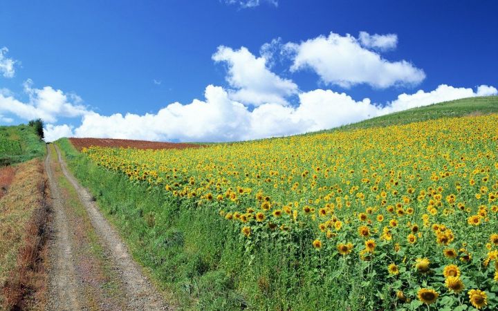 В республике жаркого лета может и не будет