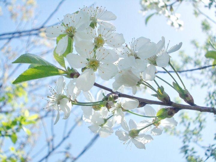 Погода в Рыбной Слободе на 8 мая