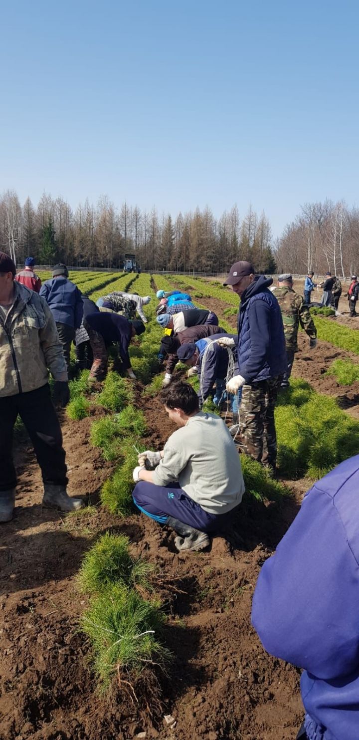 В Рыбно-Слободском районе начались работы по лесовосстановлению