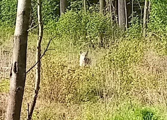 В одном из районов Татарстана бродит  волк