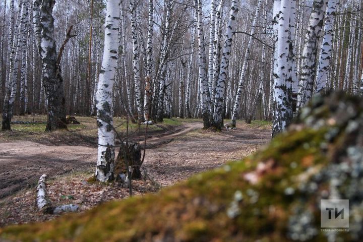 В Татарстане ожидаются заморозки до −1 градуса