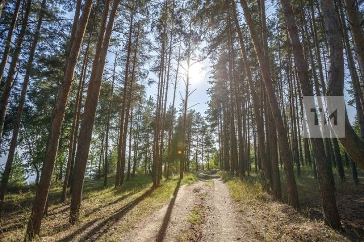 В Татарстане высадят более 1 млн. саженцев в рамках акции «Сохраним лес»