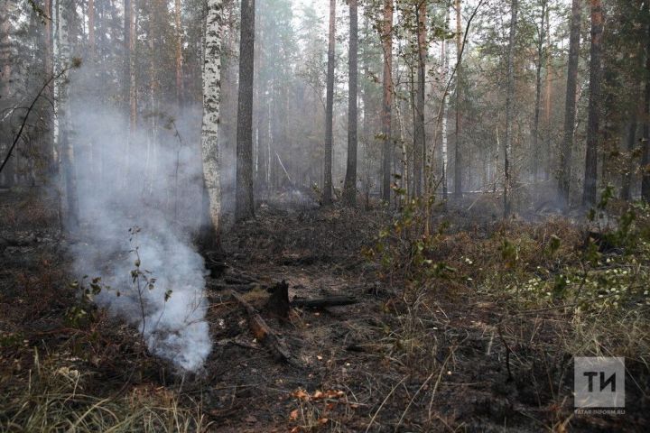 В Казани ищут вандала, разгромившего арт-объект в Горкинско-Ометьевском лесу