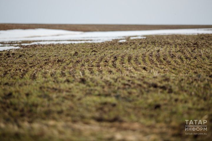 Большинство озимых культур в Татарстане находятся в хорошем состоянии.