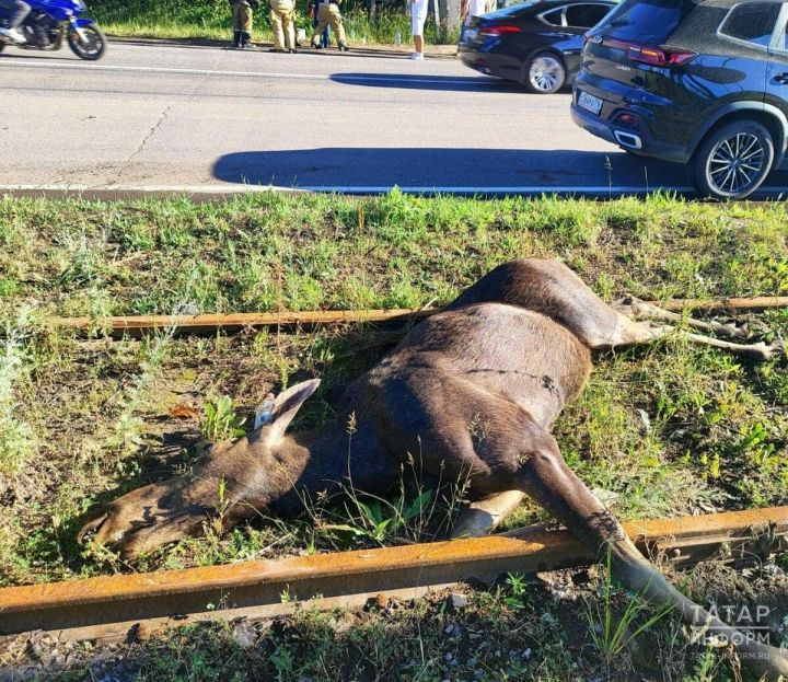 Столкновение с лосем в Нижнекамске привело к серьезной аварии