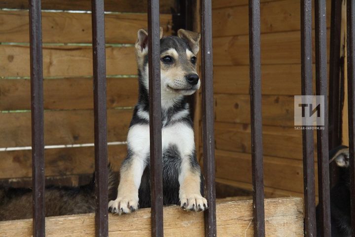 На свадьбе молодоженам вместо букетов подарили корм для животных